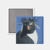 Rockhopper Penguin (Eudyptes chrysocome) Magnet (Vorderseite/Rückseite)
