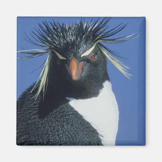Rockhopper Penguin (Eudyptes chrysocome) Magnet (Vorne)