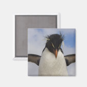 Rockhopper Penguin Eudyptes chrysocome Magnet (Vorderseite/Rückseite)
