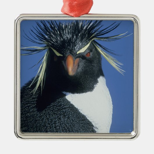 Rockhopper Penguin (Eudyptes chrysocome) Ornament Aus Metall (Vorne)