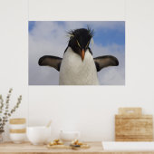 Rockhopper Penguin Eudyptes chrysocome Poster (Küche)