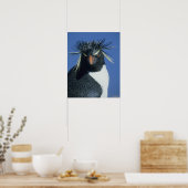 Rockhopper Penguin (Eudyptes chrysocome) Poster (Küche)