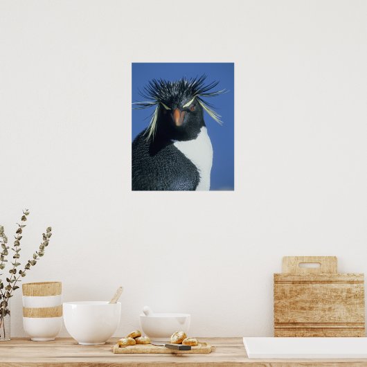 Rockhopper Penguin (Eudyptes chrysocome) Poster (Küche)