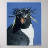 Rockhopper Penguin (Eudyptes chrysocome) Poster (Vorne)