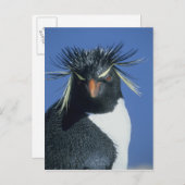 Rockhopper Penguin (Eudyptes chrysocome) Postkarte (Vorne/Hinten)