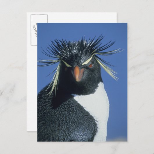 Rockhopper Penguin (Eudyptes chrysocome) Postkarte (Vorne/Hinten)