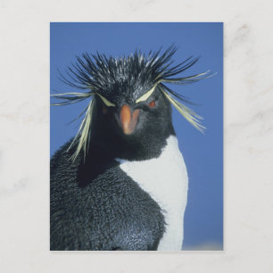 Rockhopper Penguin (Eudyptes chrysocome) Postkarte