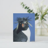 Rockhopper Penguin (Eudyptes chrysocome) Postkarte (Stehend Vorderseite)