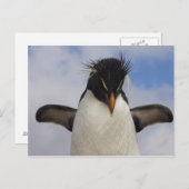 Rockhopper Penguin Eudyptes chrysocome Postkarte (Vorne/Hinten)