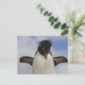 Rockhopper Penguin Eudyptes chrysocome Postkarte (Stehend Vorderseite)