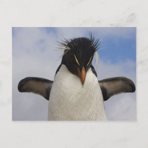 Rockhopper Penguin Eudyptes chrysocome Postkarte