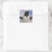 Rockhopper Penguin Eudyptes chrysocome Quadratischer Aufkleber (Tasche)