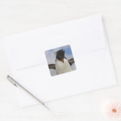 Rockhopper Penguin Eudyptes chrysocome Quadratischer Aufkleber (Umschlag)