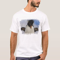 Rockhopper Penguin Eudyptes chrysocome