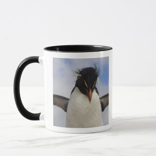 Rockhopper Penguin Eudyptes chrysocome Tasse (Links)