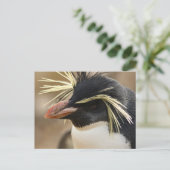 Rockhopper Penguin Postcard Postkarte (Stehend Vorderseite)