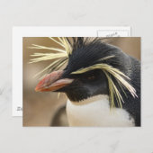 Rockhopper Penguin Postcard Postkarte (Vorne/Hinten)