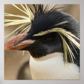Rockhopper Penguin Poster (Vorne)