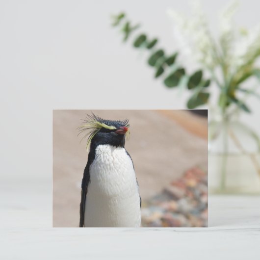 Rockhopper Penguin Postkarte (Stehend Vorderseite)