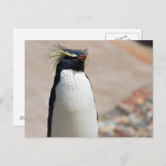 Rockhopper Penguin Postkarte (Vorne/Hinten)
