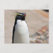 Rockhopper Penguin Postkarte (Vorderseite)
