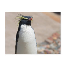 Rockhopper Penguin Postkarte