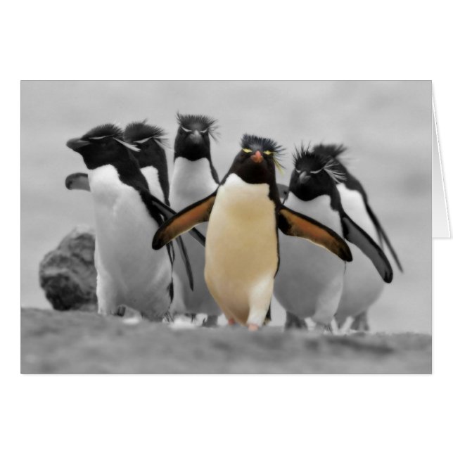 Rockhopper Penguins (Vorderseite (Horizontal))