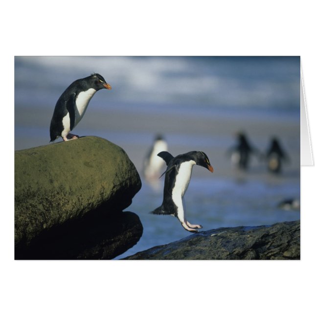Rockhopper Penguins, Eudyptes chrysocome), (Vorderseite (Horizontal))