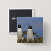 Rockhopper Penguins Eudyptes chrysocome Button (Vorne & Hinten)