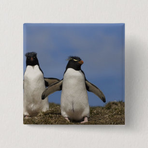 Rockhopper Penguins Eudyptes chrysocome Button