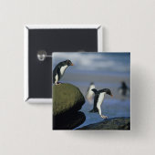 Rockhopper Penguins, Eudyptes chrysocome), Button (Vorne & Hinten)