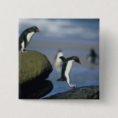 Rockhopper Penguins, Eudyptes chrysocome), Button (Vorderseite)