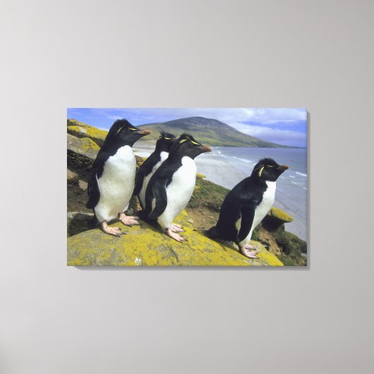 Rockhopper Penguins (Eudyptes chrysocome), Leinwanddruck (Vorderseite)