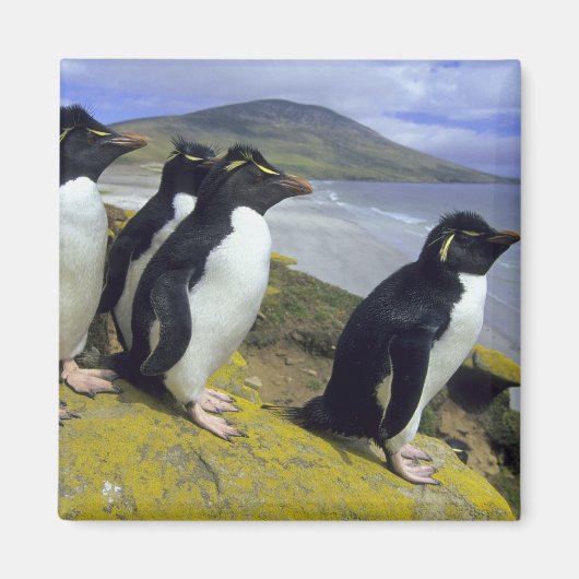 Rockhopper Penguins (Eudyptes chrysocome), Magnet (Vorne)
