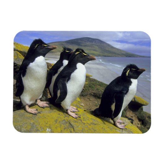 Rockhopper Penguins (Eudyptes chrysocome), Magnet (Horizontal)