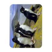 Rockhopper Penguins (Eudyptes chrysocome), Magnet (Vertikal)
