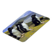 Rockhopper Penguins (Eudyptes chrysocome), Magnet (Linke Seite)