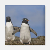 Rockhopper Penguins Eudyptes chrysocome Magnet (Vorne)