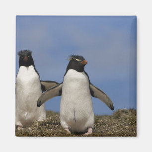 Rockhopper Penguins Eudyptes chrysocome Magnet