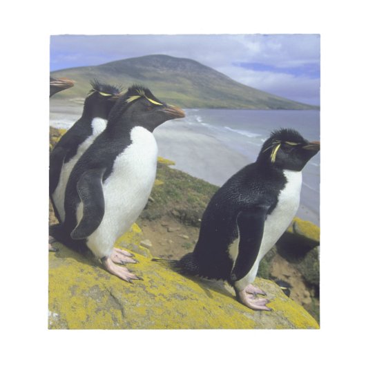 Rockhopper Penguins (Eudyptes chrysocome), Notizblock (Vorderseite)
