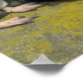 Rockhopper Penguins (Eudyptes chrysocome), Poster (Ecke)