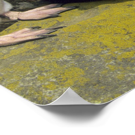 Rockhopper Penguins (Eudyptes chrysocome), Poster (Ecke)