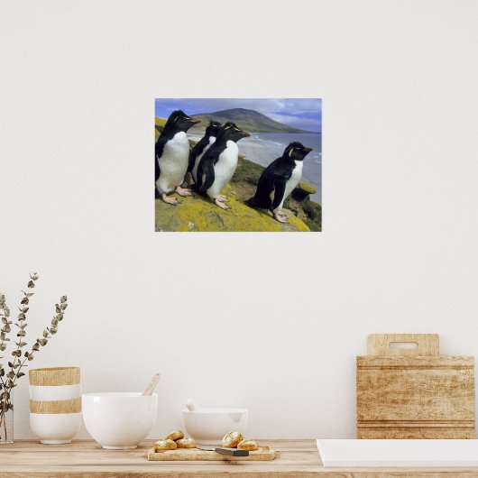 Rockhopper Penguins (Eudyptes chrysocome), Poster (Küche)