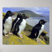 Rockhopper Penguins (Eudyptes chrysocome), Poster (Vorne)