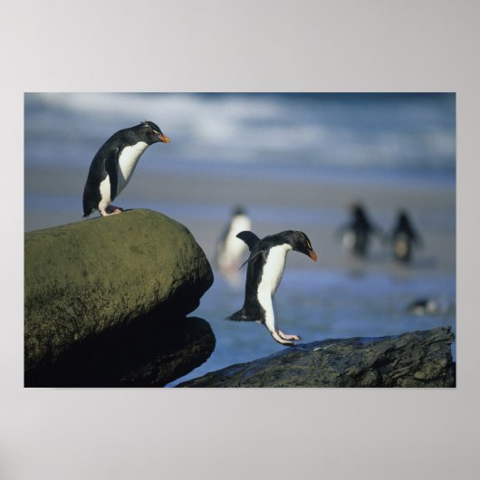 Rockhopper Penguins, Eudyptes chrysocome), Poster (Vorne)