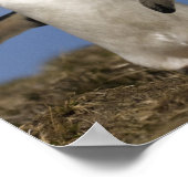 Rockhopper Penguins Eudyptes chrysocome Poster (Ecke)