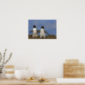 Rockhopper Penguins Eudyptes chrysocome Poster (Küche)