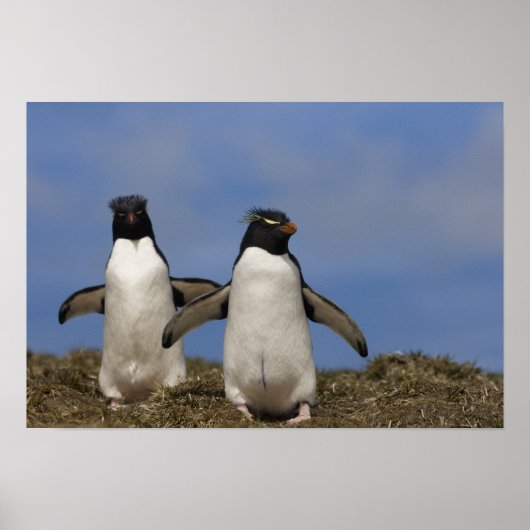 Rockhopper Penguins Eudyptes chrysocome Poster (Vorne)