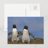 Rockhopper Penguins Eudyptes chrysocome Postkarte (Vorne/Hinten)