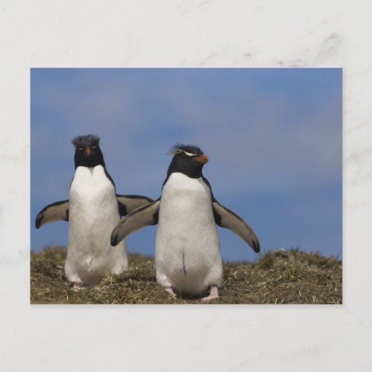 Rockhopper Penguins Eudyptes chrysocome Postkarte (Vorderseite)